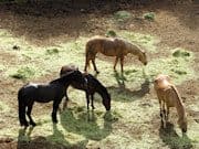 lores_horses_stable_feed_graze_eat_recreation_hobby_mb